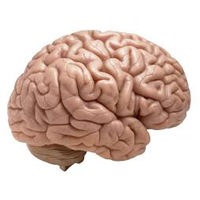 Rotman Research Institute Conference goes beyond neuroscience to explore ‘Healthy Brains’ across the lifespan