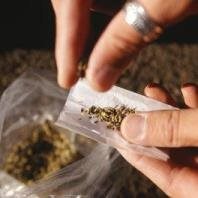 Cannabis use may influence cortical maturation in adolescent males who have a high genetic risk for schizophrenia